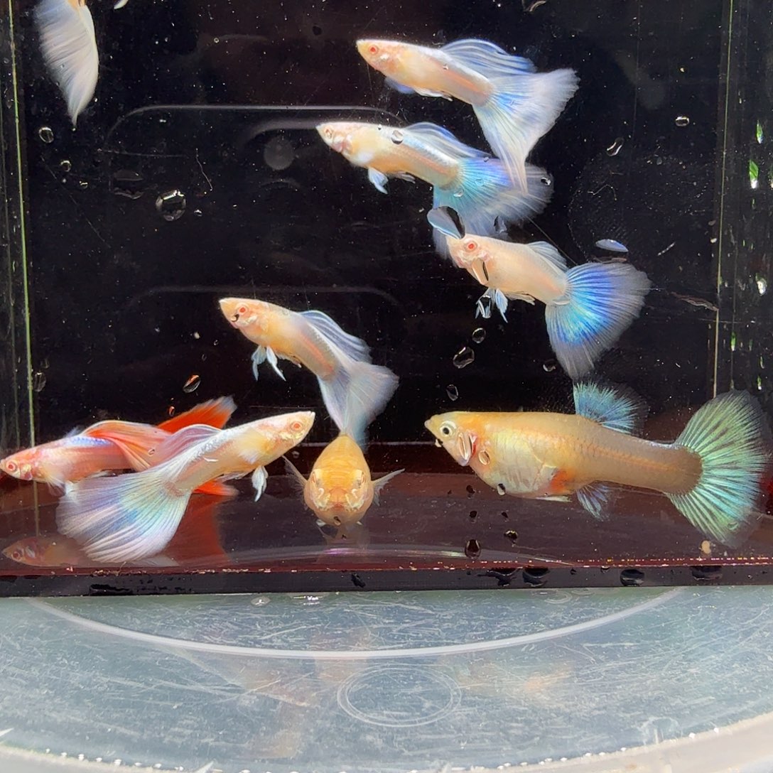 海水鱼紫白飞船2公2母。送4公