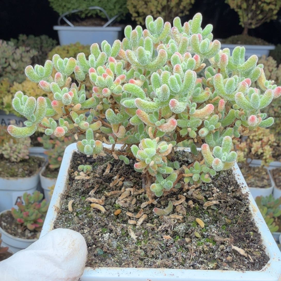 A734粉红冰晶下播福利