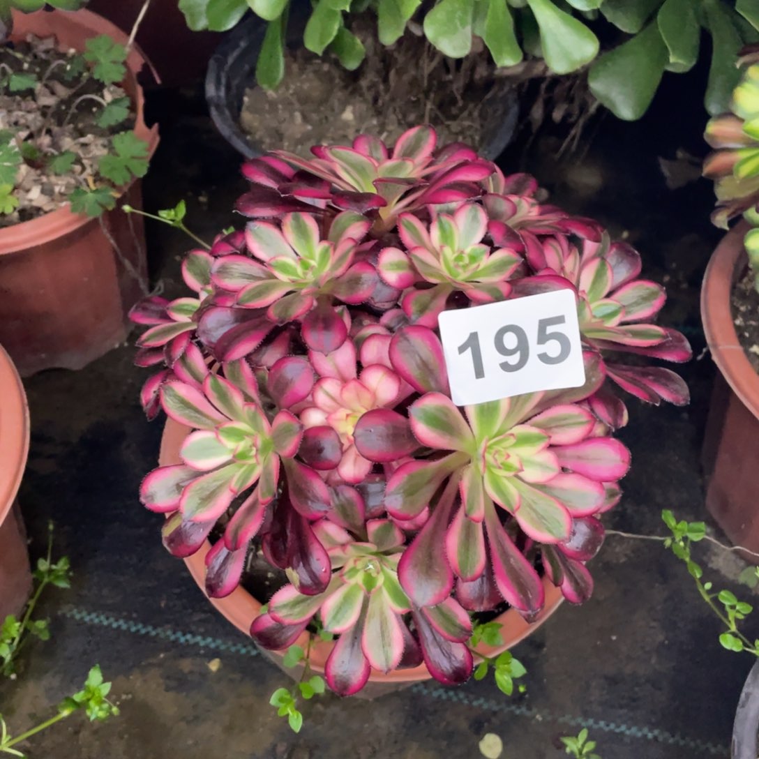 195号香奈儿有砍过头