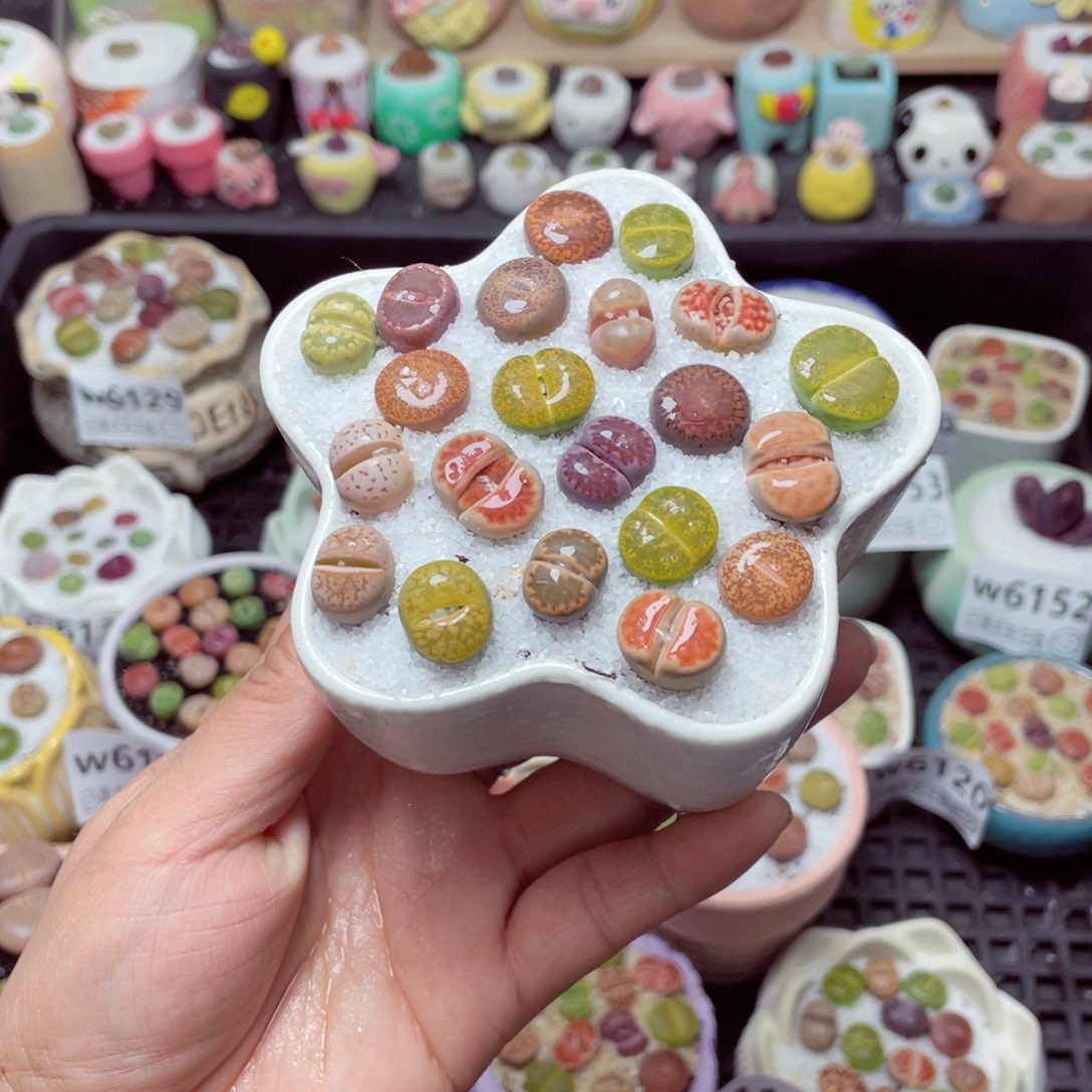 w6155 带盆土发货-零下地区拍保温箱