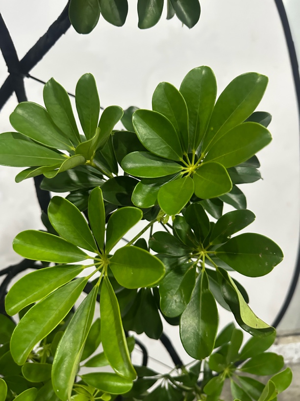 造型插花鸭脚木常青常绿适合客厅怀旧吊机书房办公室舍利子