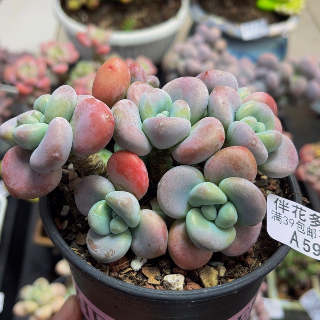 597/8cm腰子洛神多肉植物