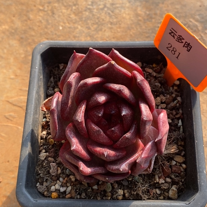 D281- 直播福利 红钻