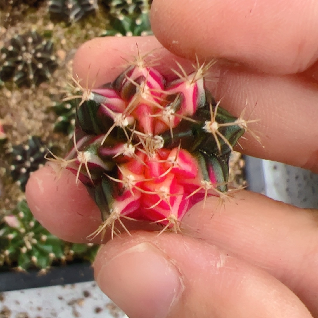 当前无花栽培后可以开花