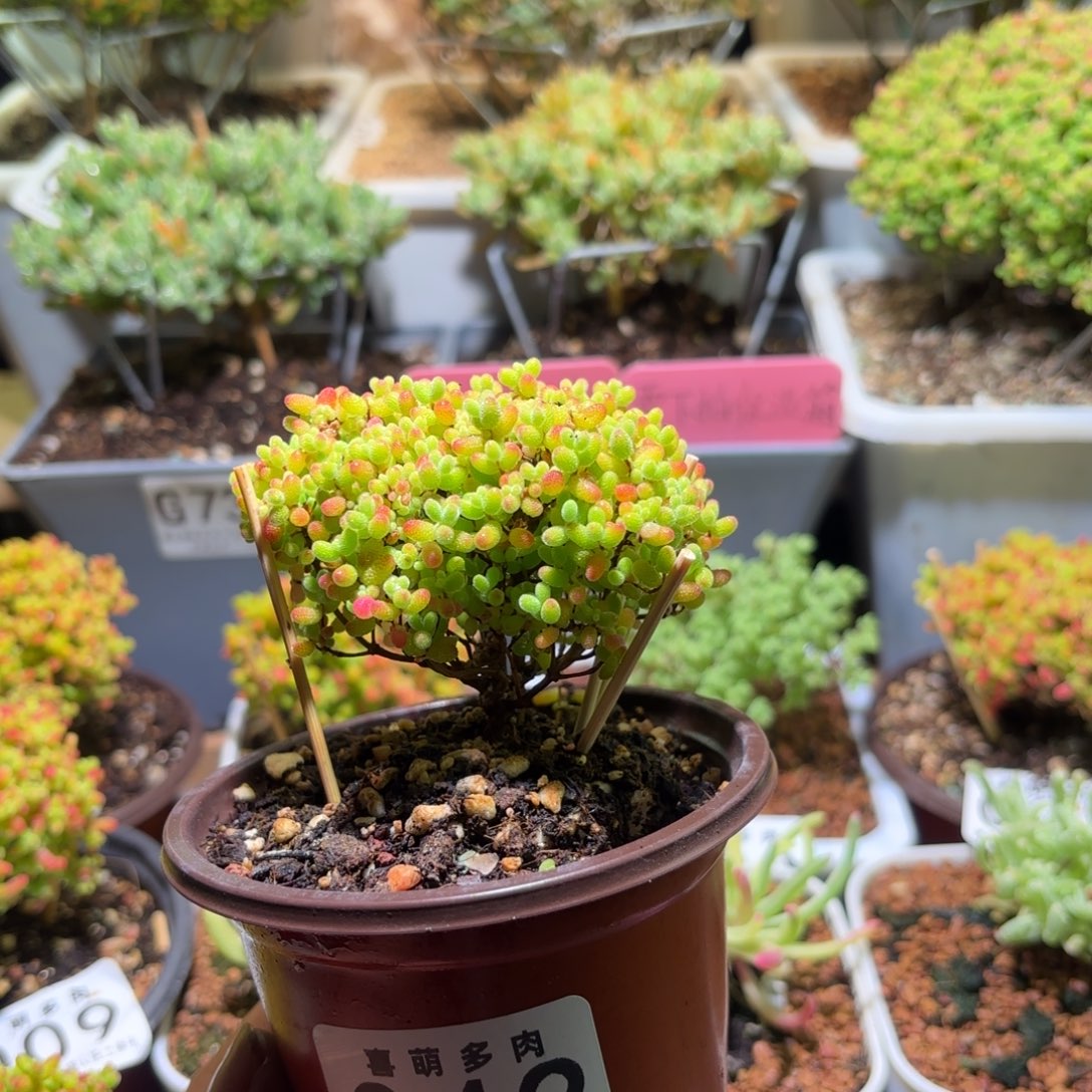 枝干番杏密橘糖球042