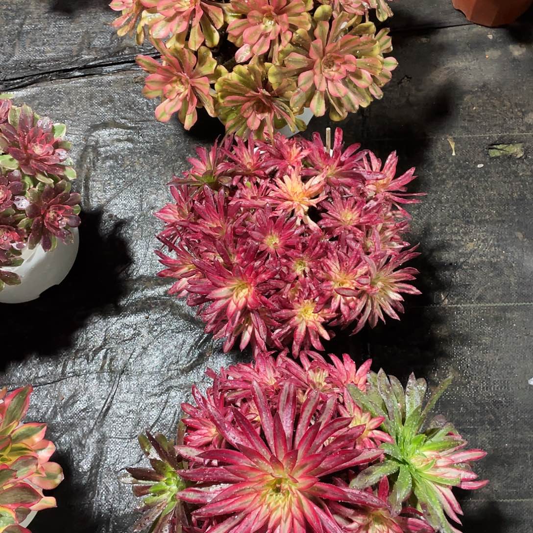 五****暖暖法师B165-177-176三颗268