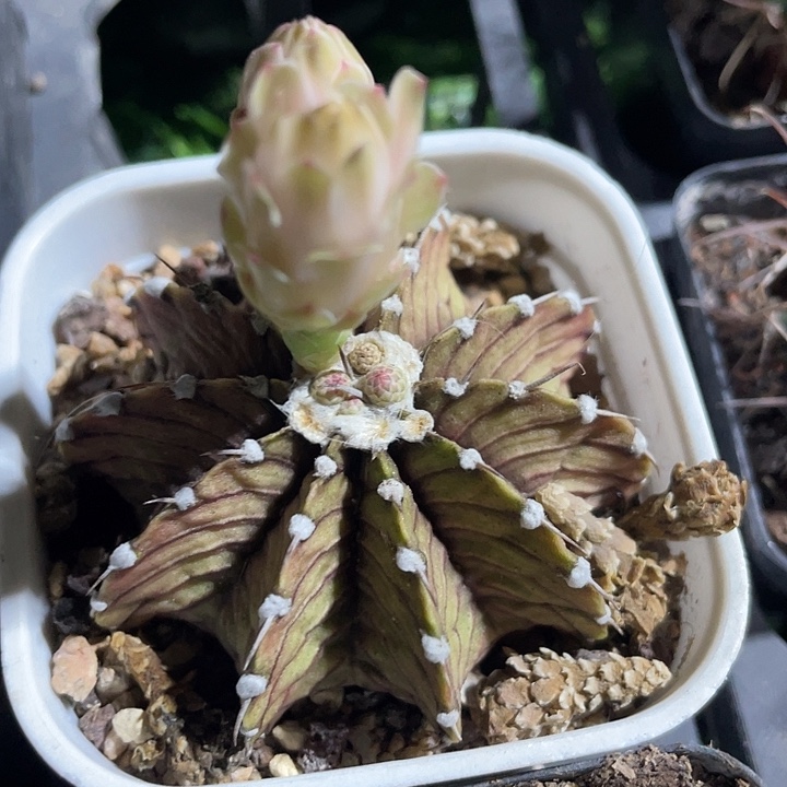 肋骨牡丹满25包邮