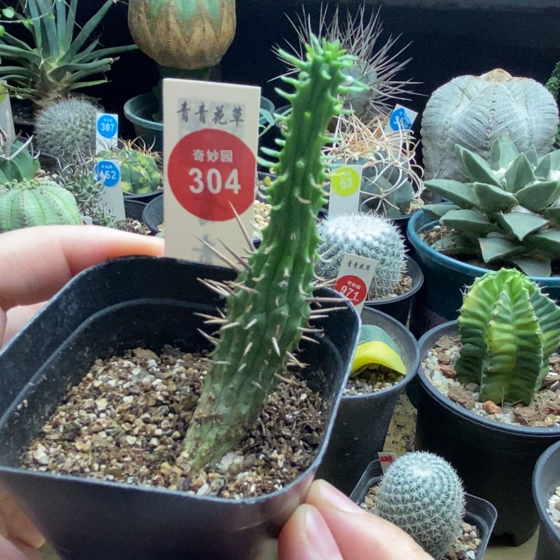 斗牛角猛刺大戟一颗