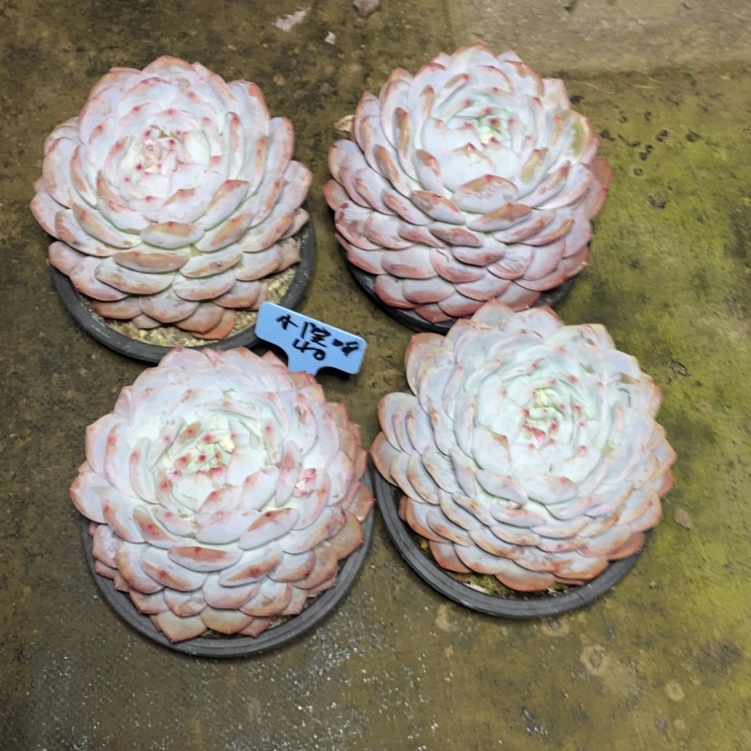 啊军喵多肉橙子单头