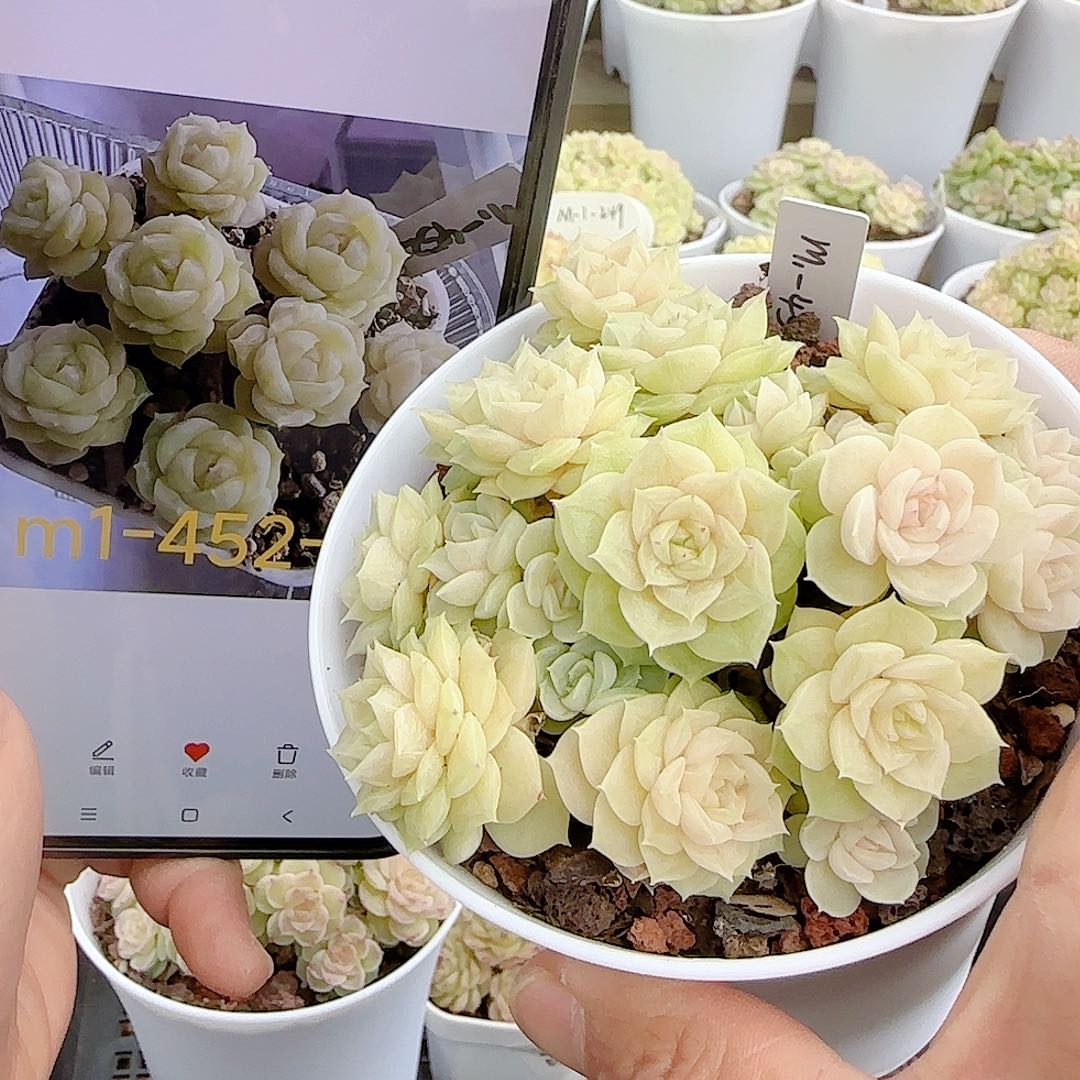 1121-153（m1-452-2）