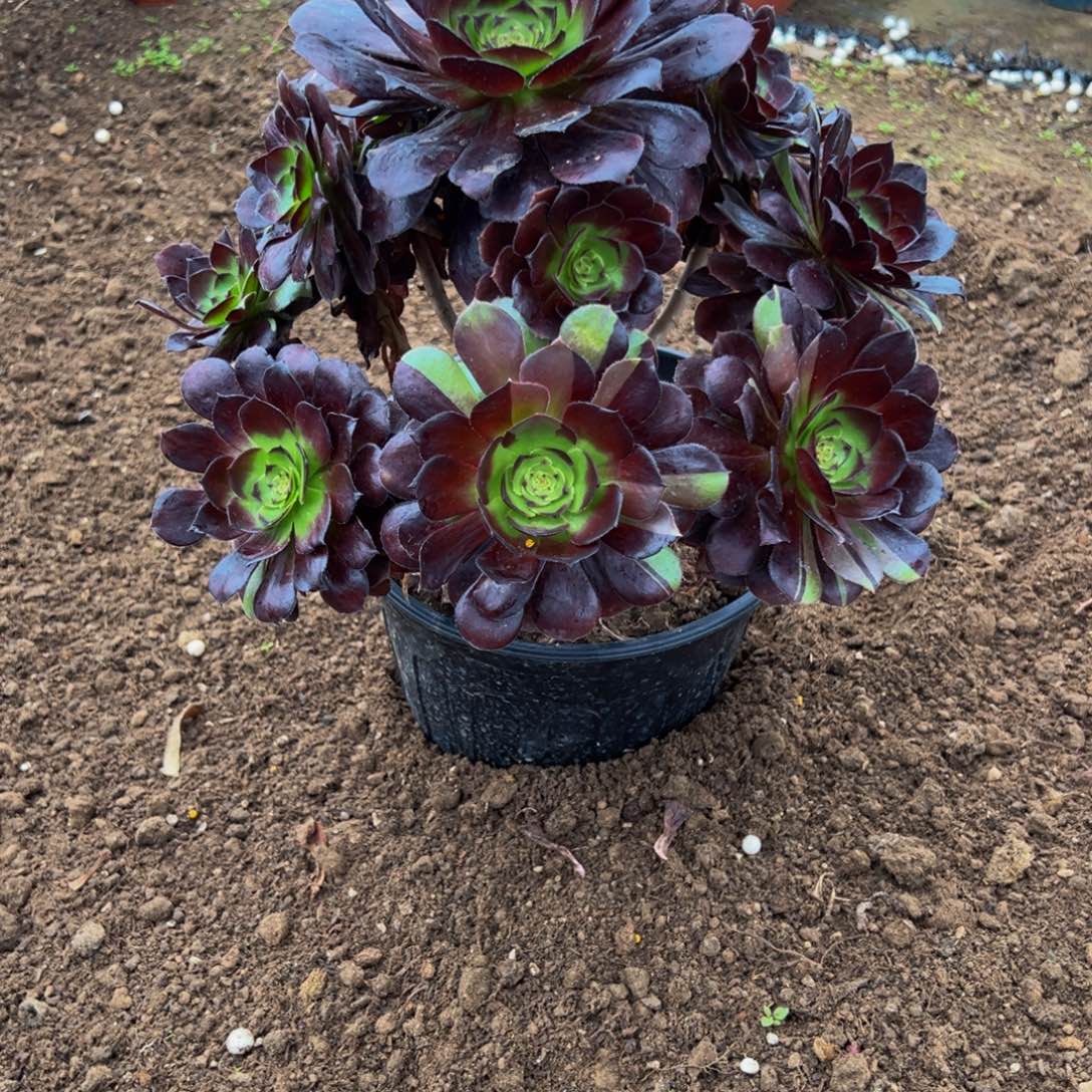 国***员完全开放法师多肉植物788