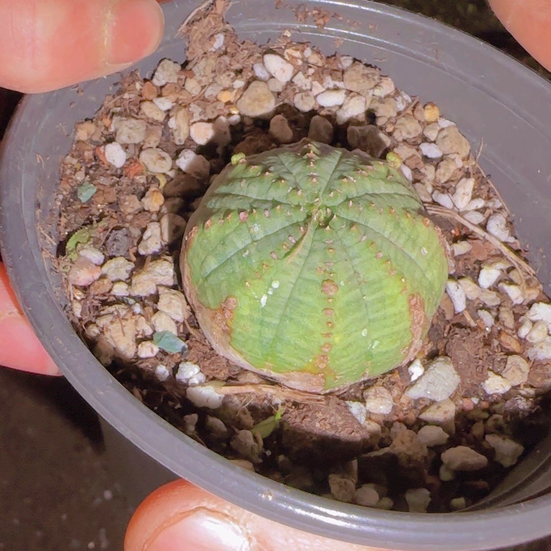 鹅***~块根植物块根植物