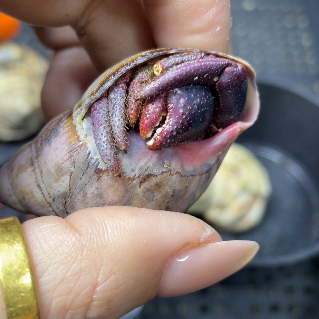 福利西非2.2口微磨