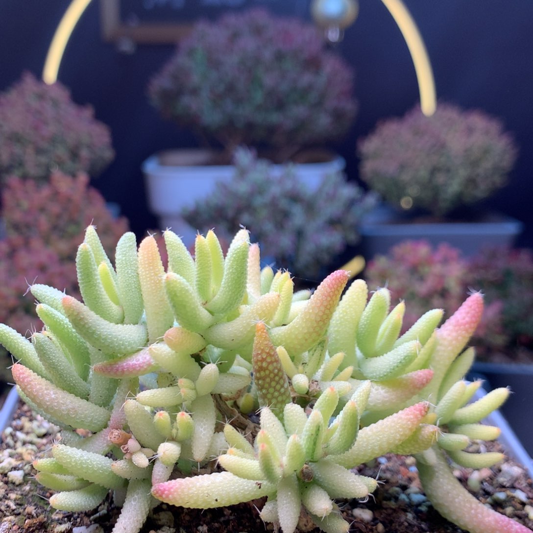 c625玉米锦枝干番杏