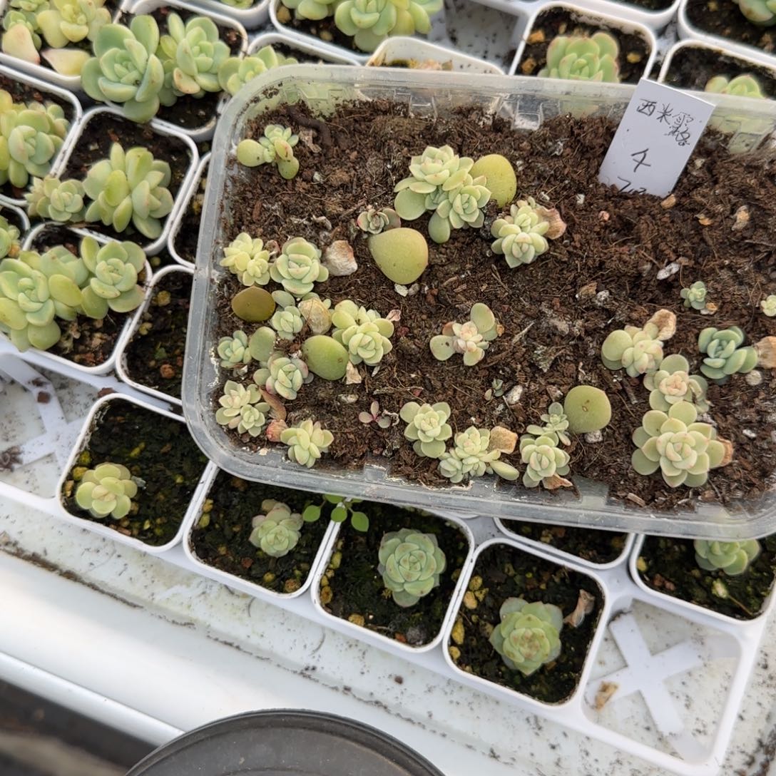 西米露4号穴一个满25包邮