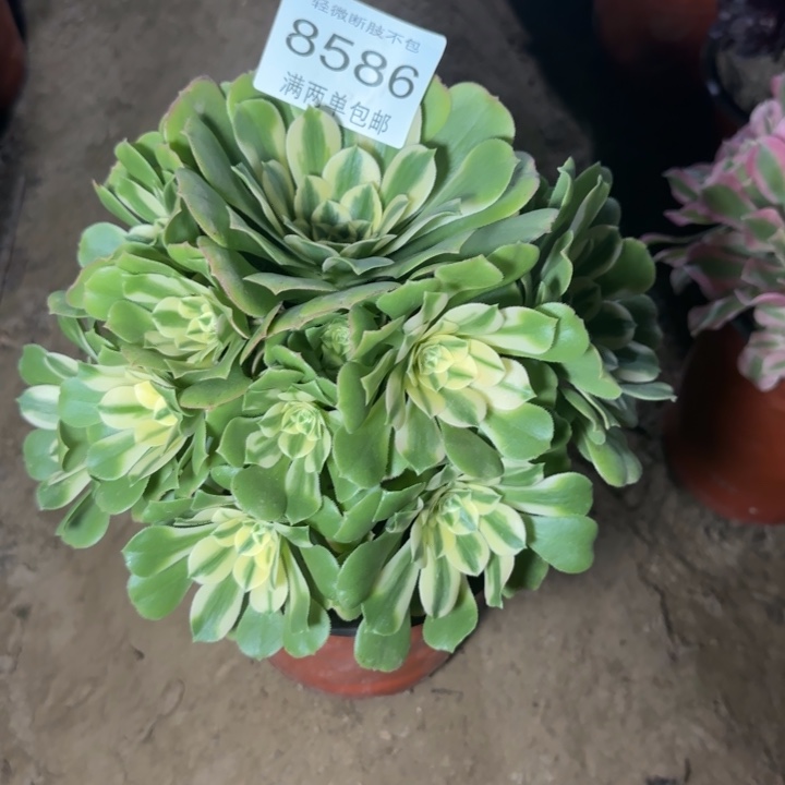 8586辛尼亚多肉植物