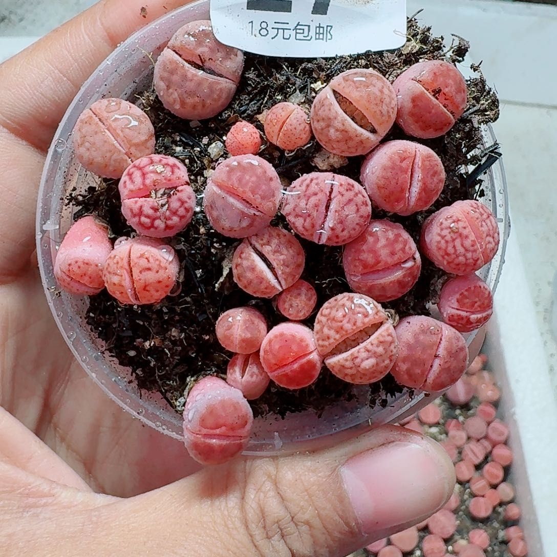 27多肉植物多肉植物
