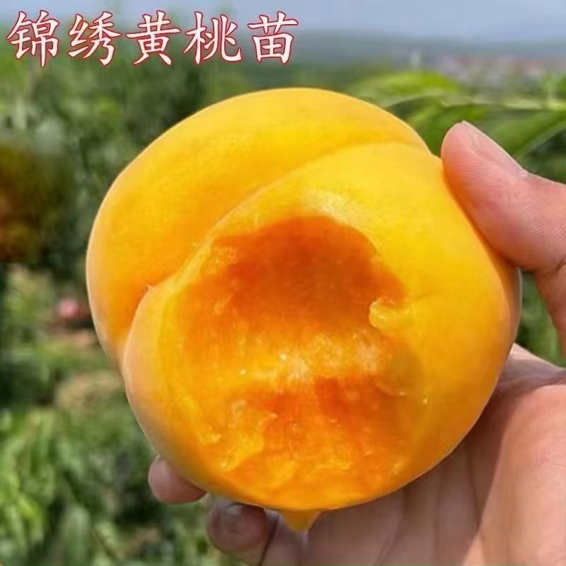 嫁接冬桃 锦绣黄桃果树苗