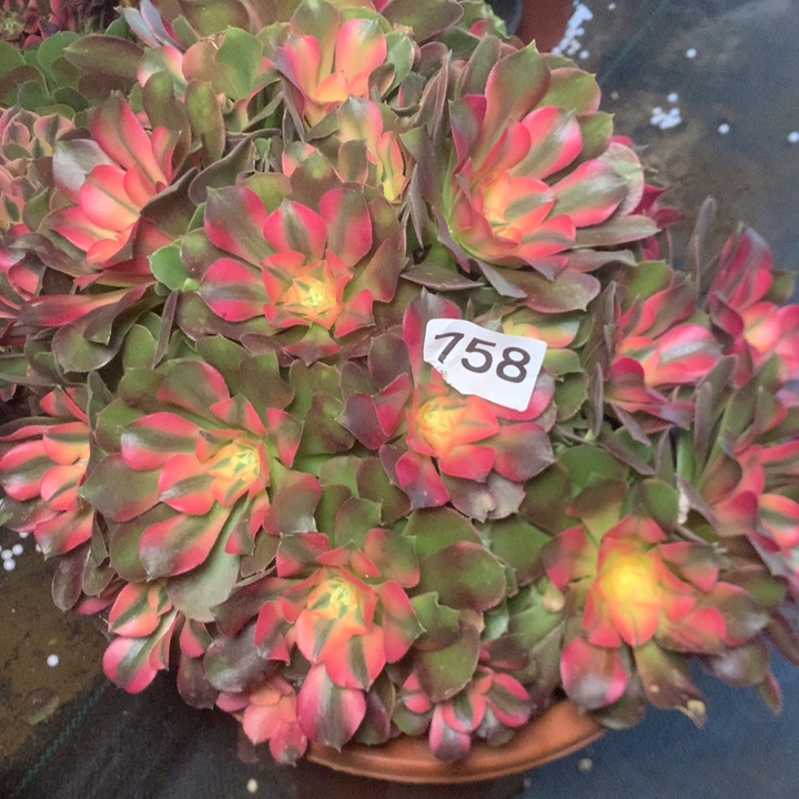 肖***玲758香妃多多肉植物