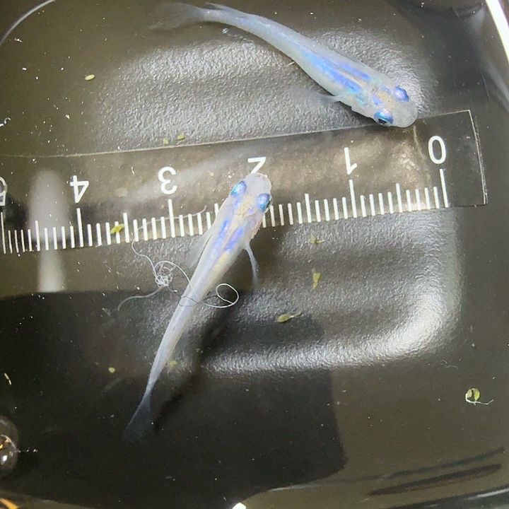 青鳉鱼64号拍品水滴