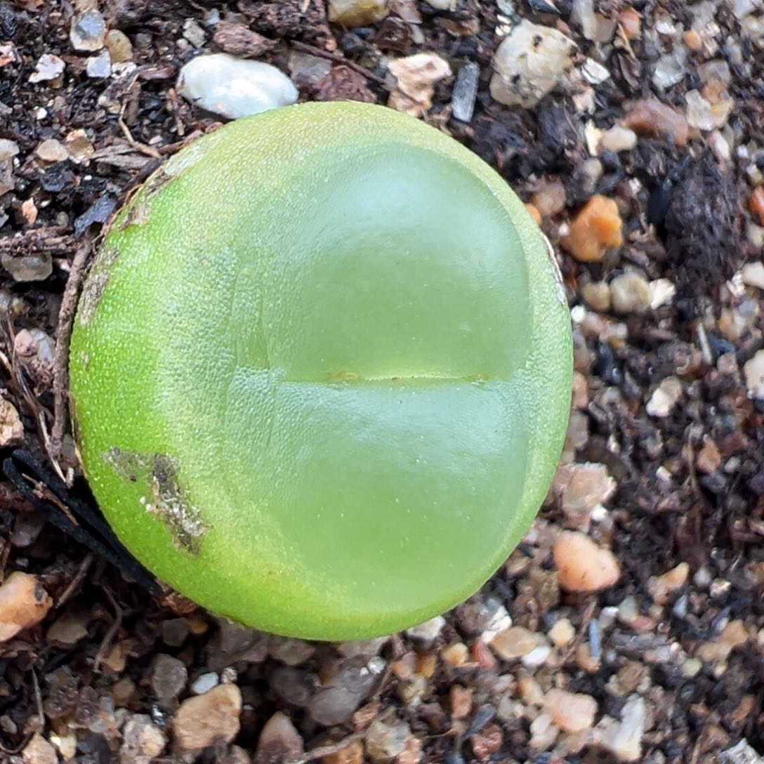 1.17好看的多肉430