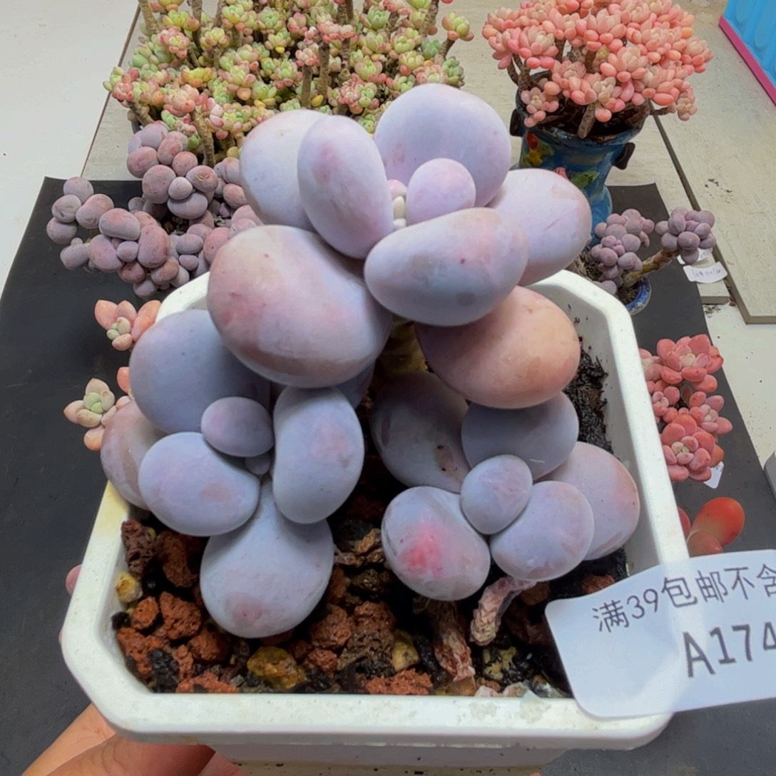 174/8cm水光针多肉植物