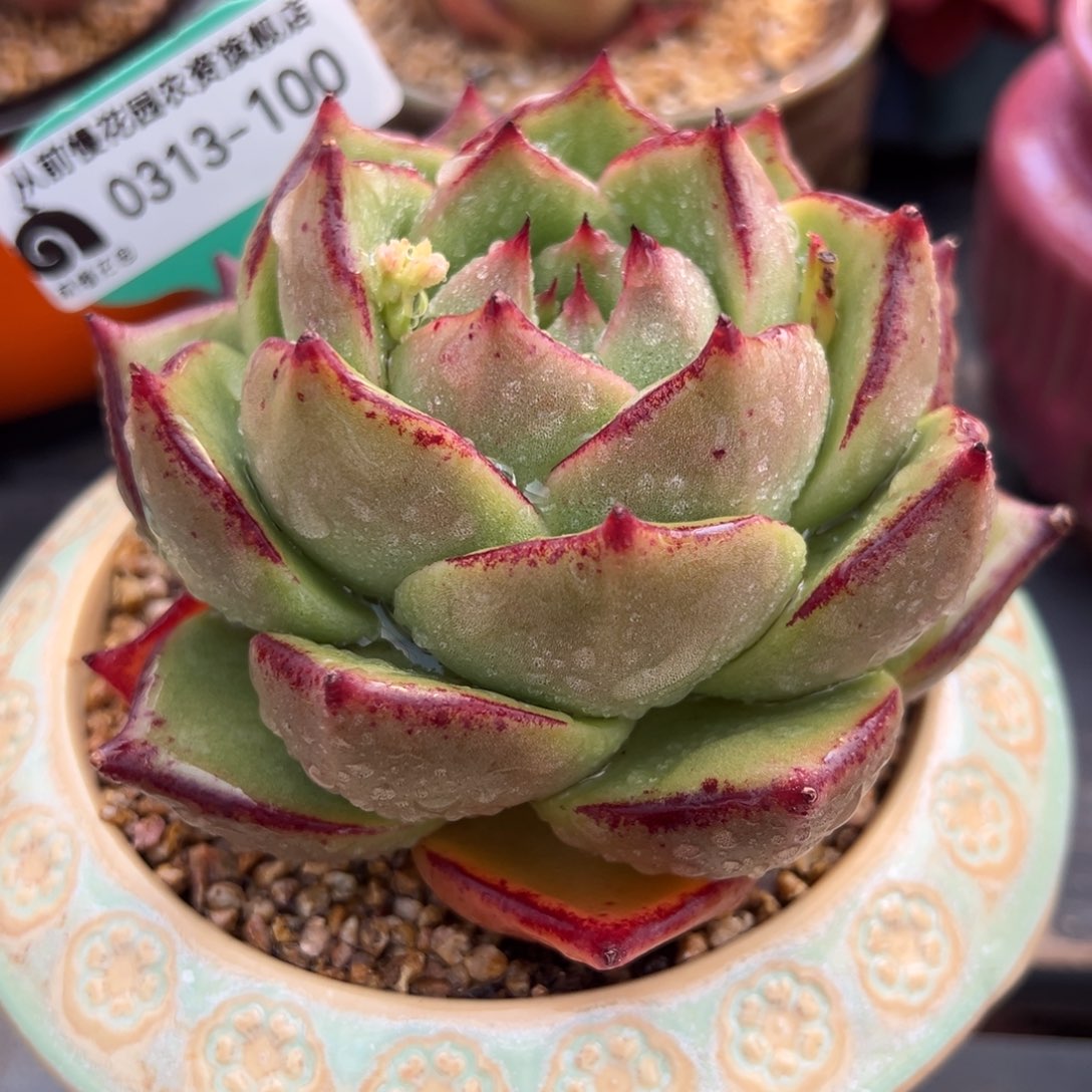 从前慢多肉精选编号0313.100