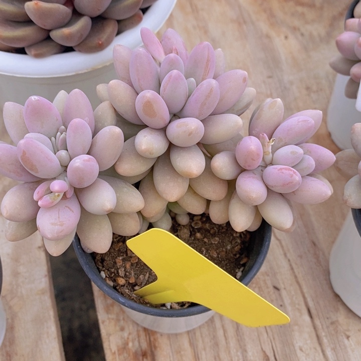 多肉植物，开心多肉