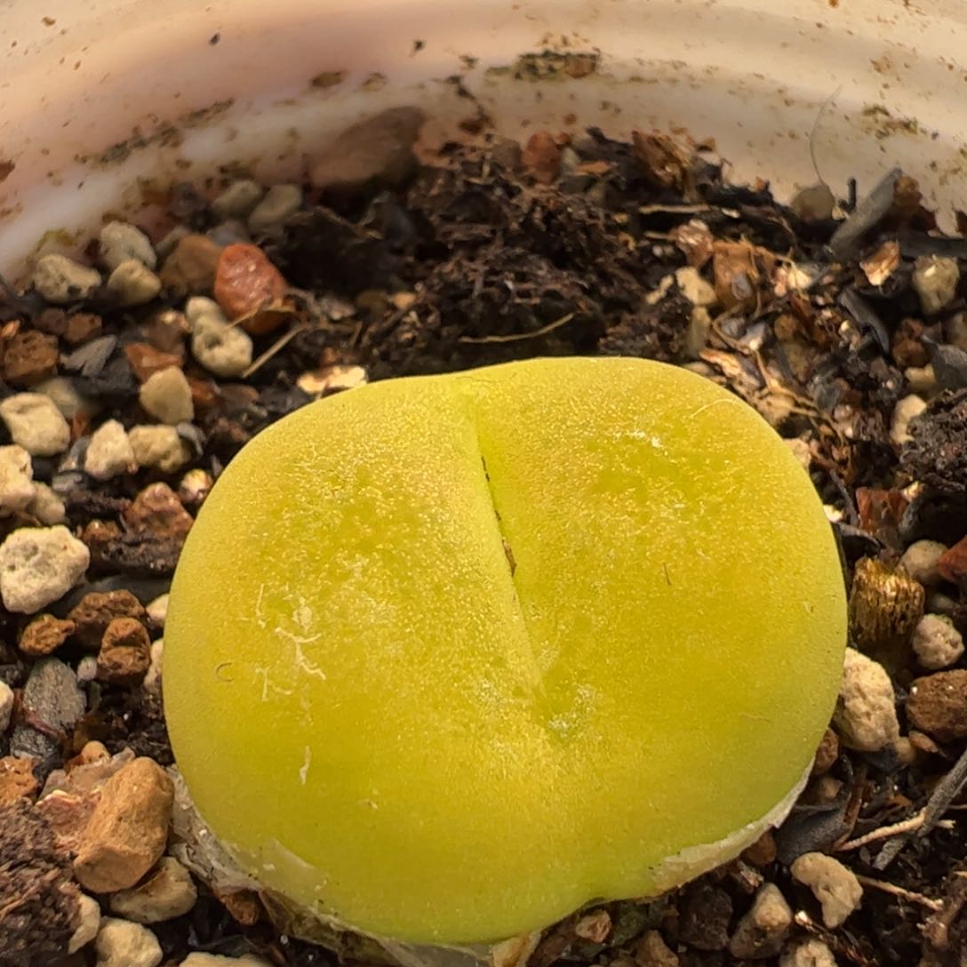 322多肉植物百科