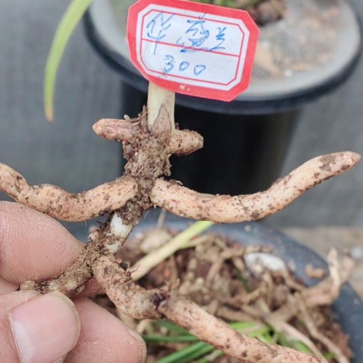 送春朱金班艺好草