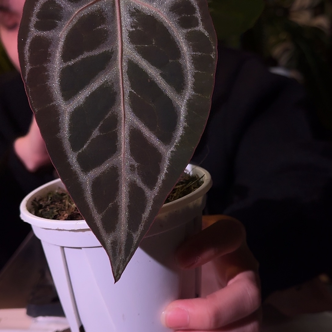 不开花植物H112skg银红杂极致米歇尔