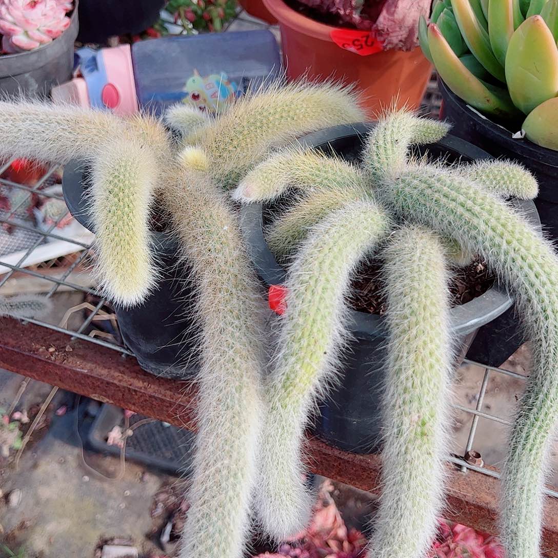 九尾狐多尾精品特价