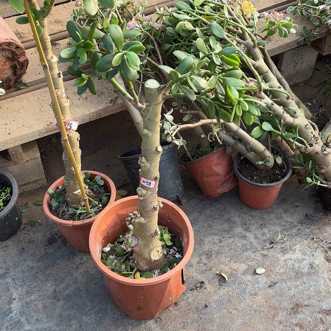 2158青叶红边玉树带土球发货