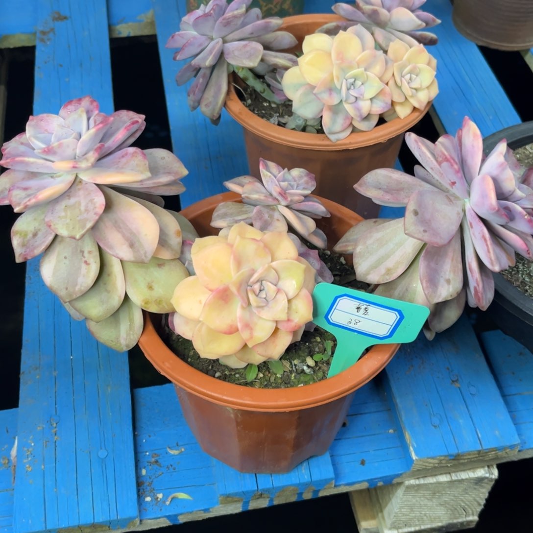 小雨多肉喜的紫乐锦