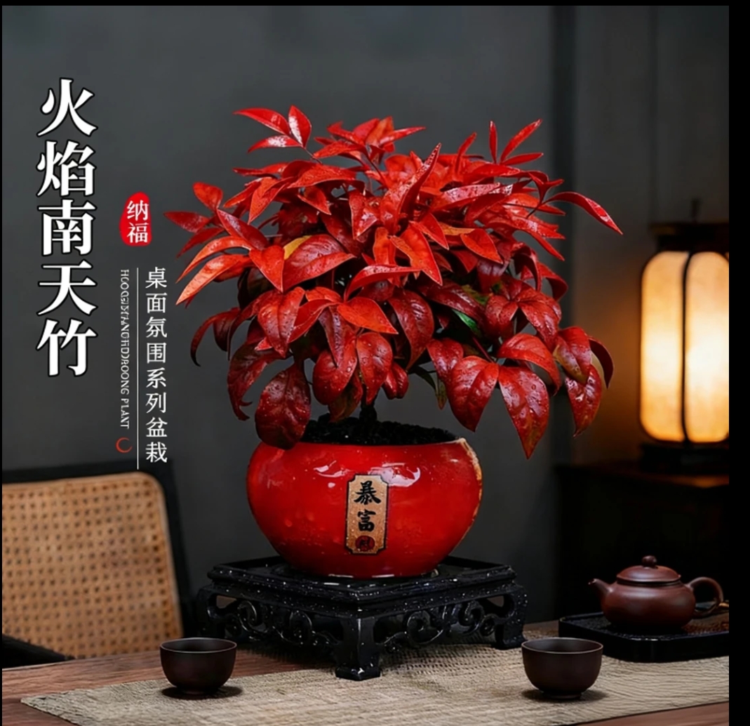 火焰南天竹红叶盆栽绿植如意禅意四季观叶桌面摆件耐寒好养活植物