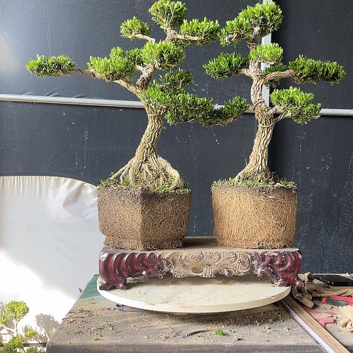 完全开放小****店黄杨盆景园林植物