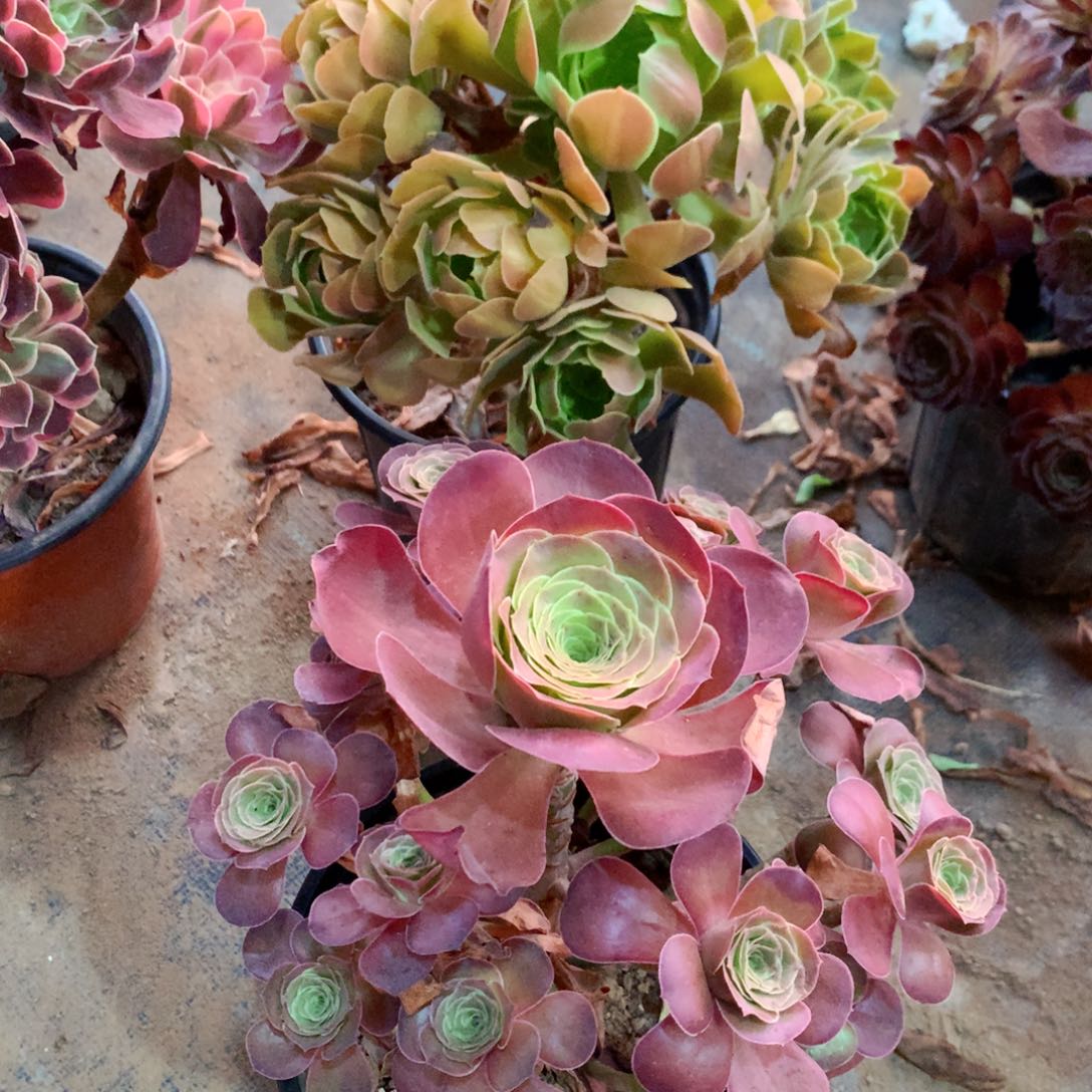 雅典娜280➕媚金玫瑰