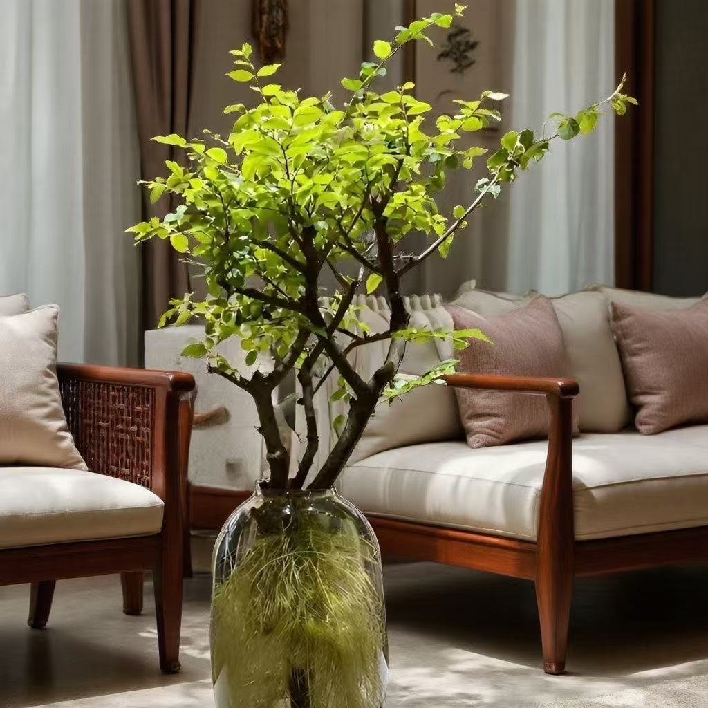 小叶女贞鲜切枝高端水培花材可生根长叶