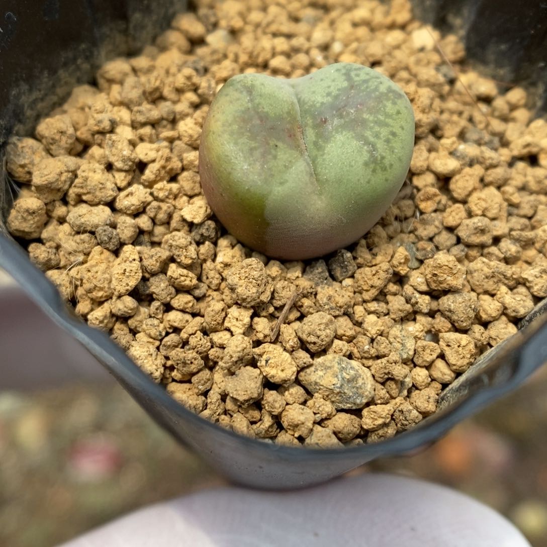 多肉植物肉锥杂交K-6275