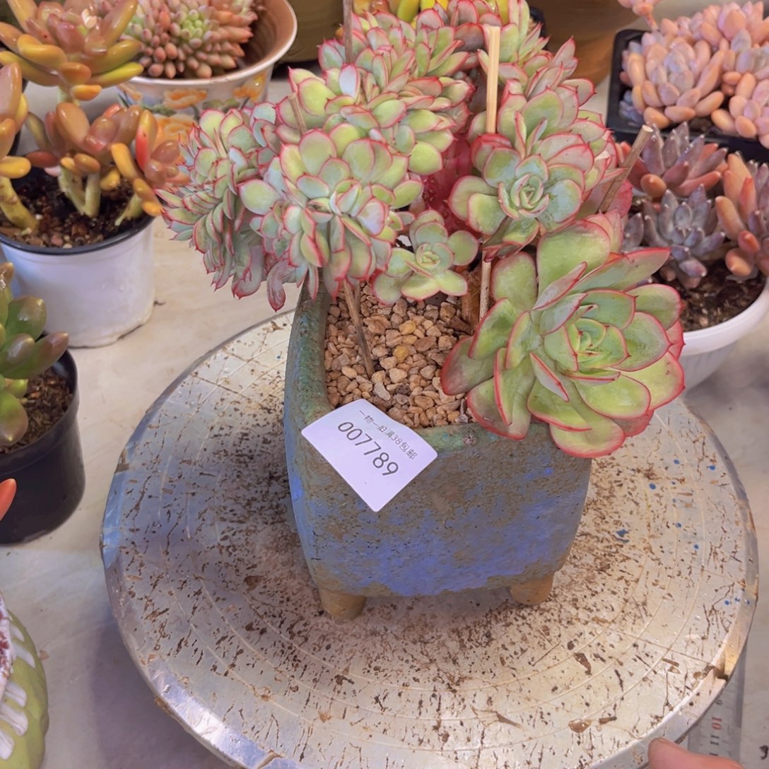 铃***铛多肉一物一拍7789