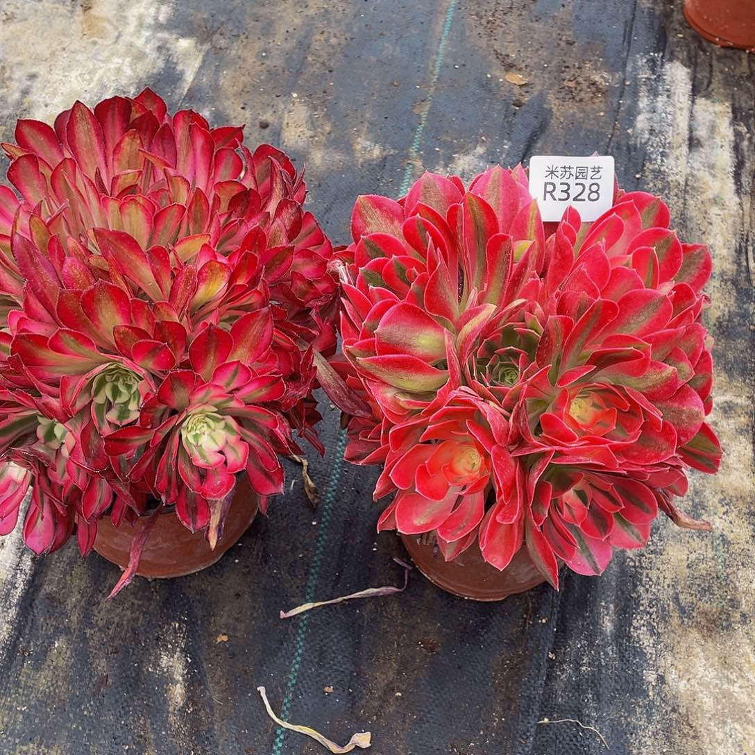 328女巫红铜才绣球脱土发货