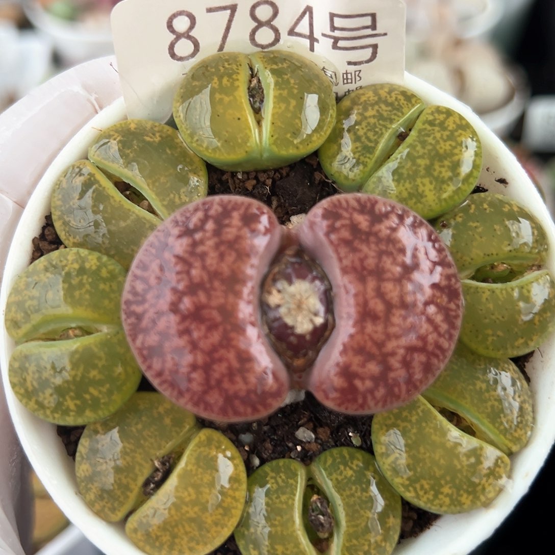 好养易活生石花大母本8784