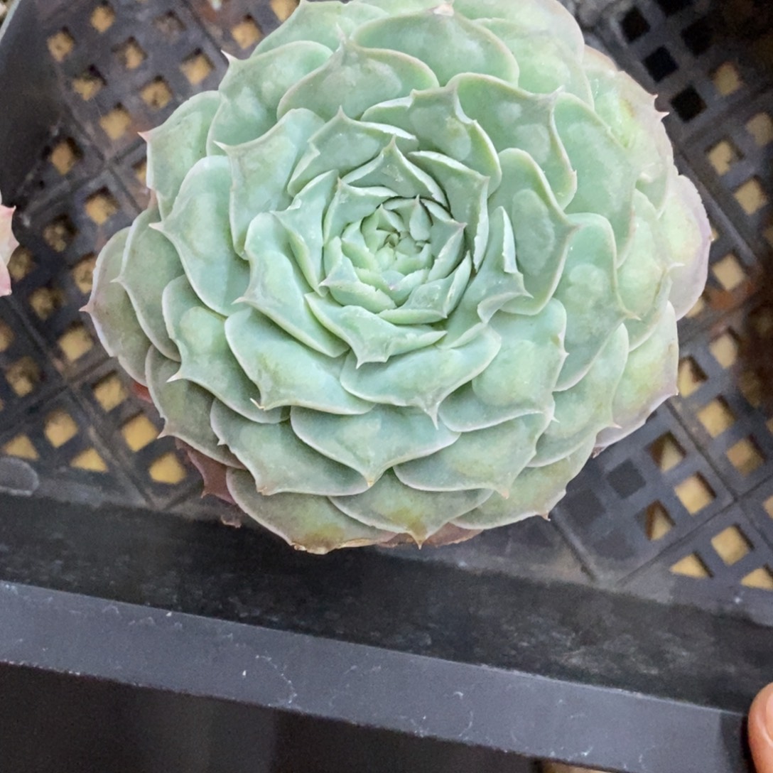 精品多肉一物一拍不包整236