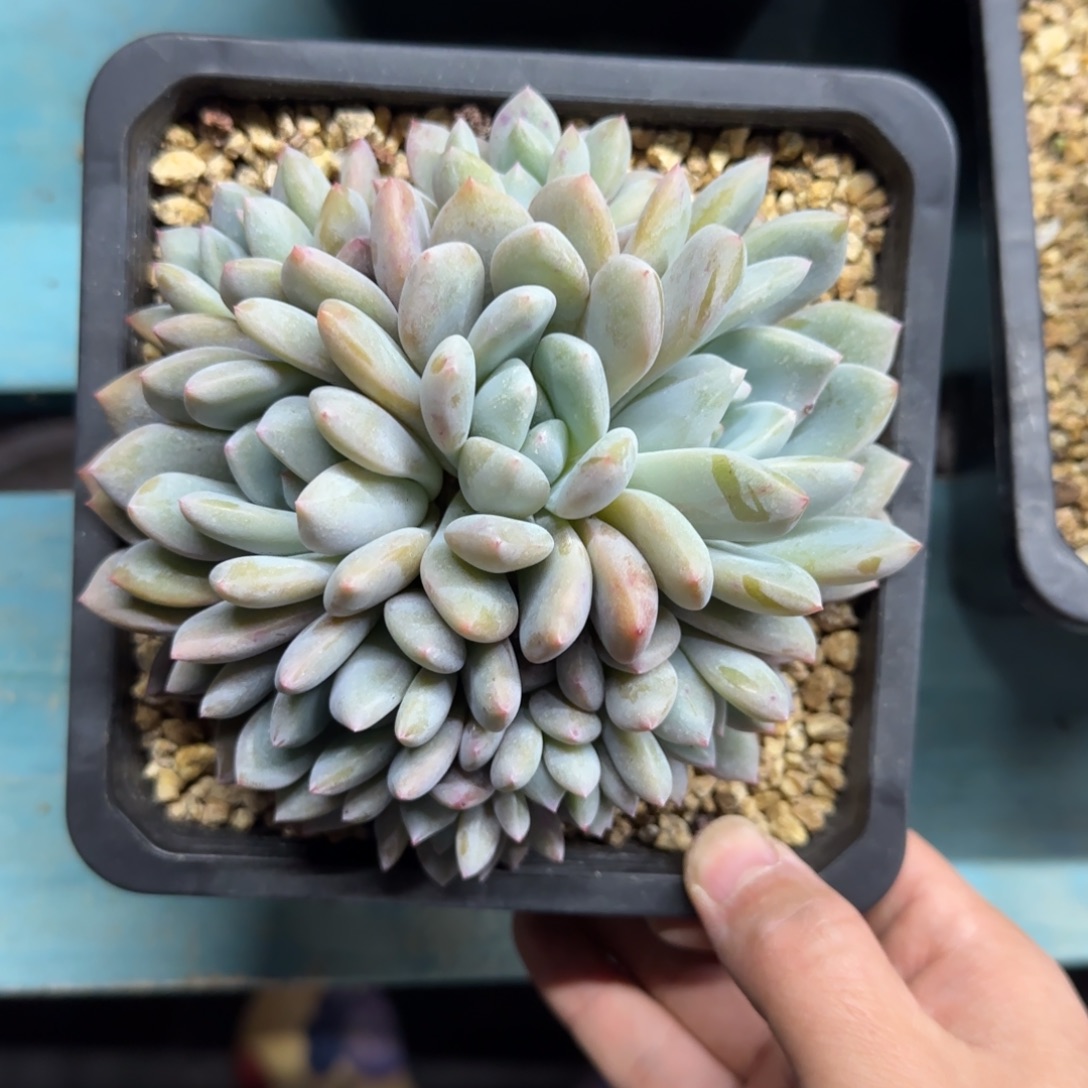 奥橙9头，发货点延迟