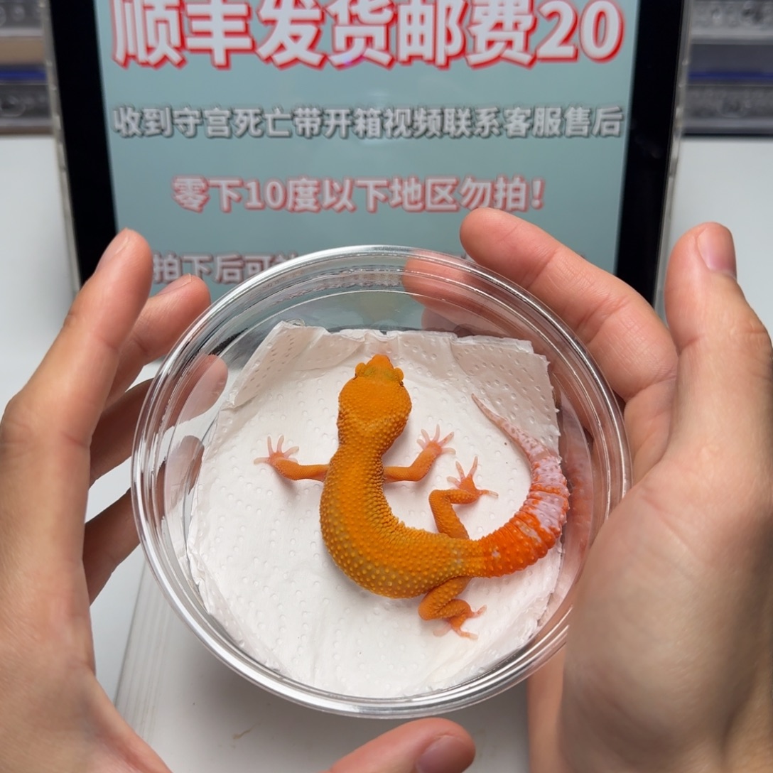 豹纹守宫阳光妹妹