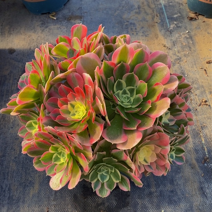 337绿体女巫多肉