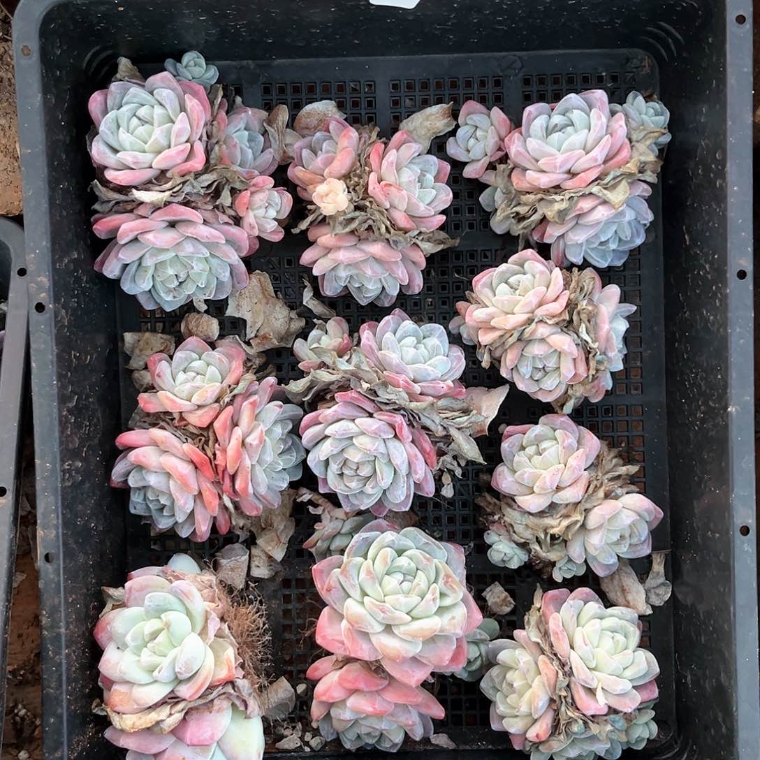 阿雅园艺。           带桩401