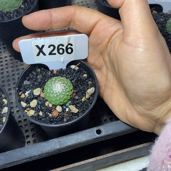 红****鸟福利菊水一颗！！！！