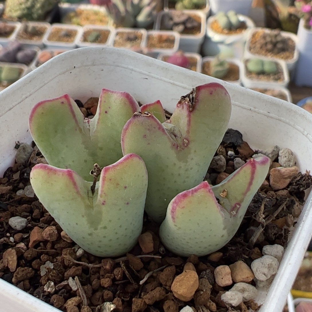 123多肉植物组合