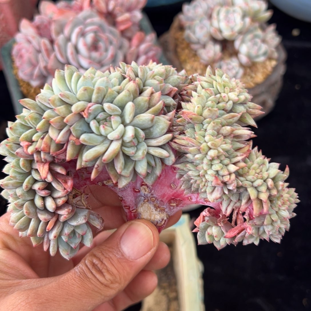 新年快乐 新年快乐